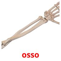 osso picture flashcards