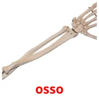 osso flashcards illustrate