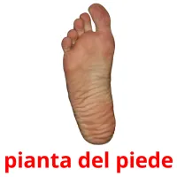 pianta del piede flashcards illustrate