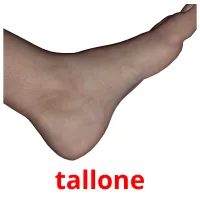 tallone flashcards illustrate