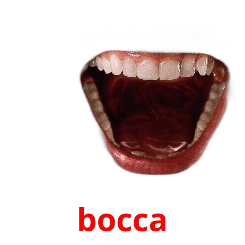 bocca picture flashcards