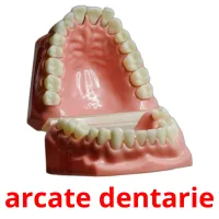 arcate dentarie flashcards illustrate