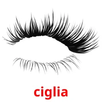 ciglia flashcards illustrate