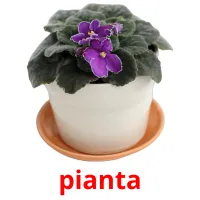 pianta flashcards illustrate