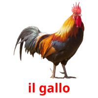 il gallo card for translate
