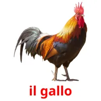 il gallo cartes flash