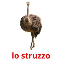 lo struzzo card for translate