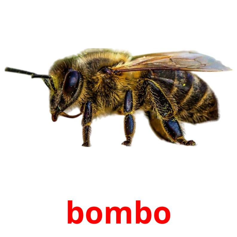 bombo picture flashcards