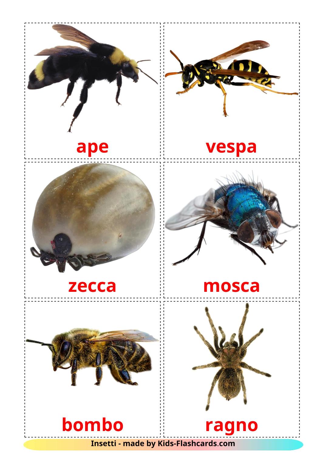 Les Insectes - 23 Flashcards italien imprimables gratuitement