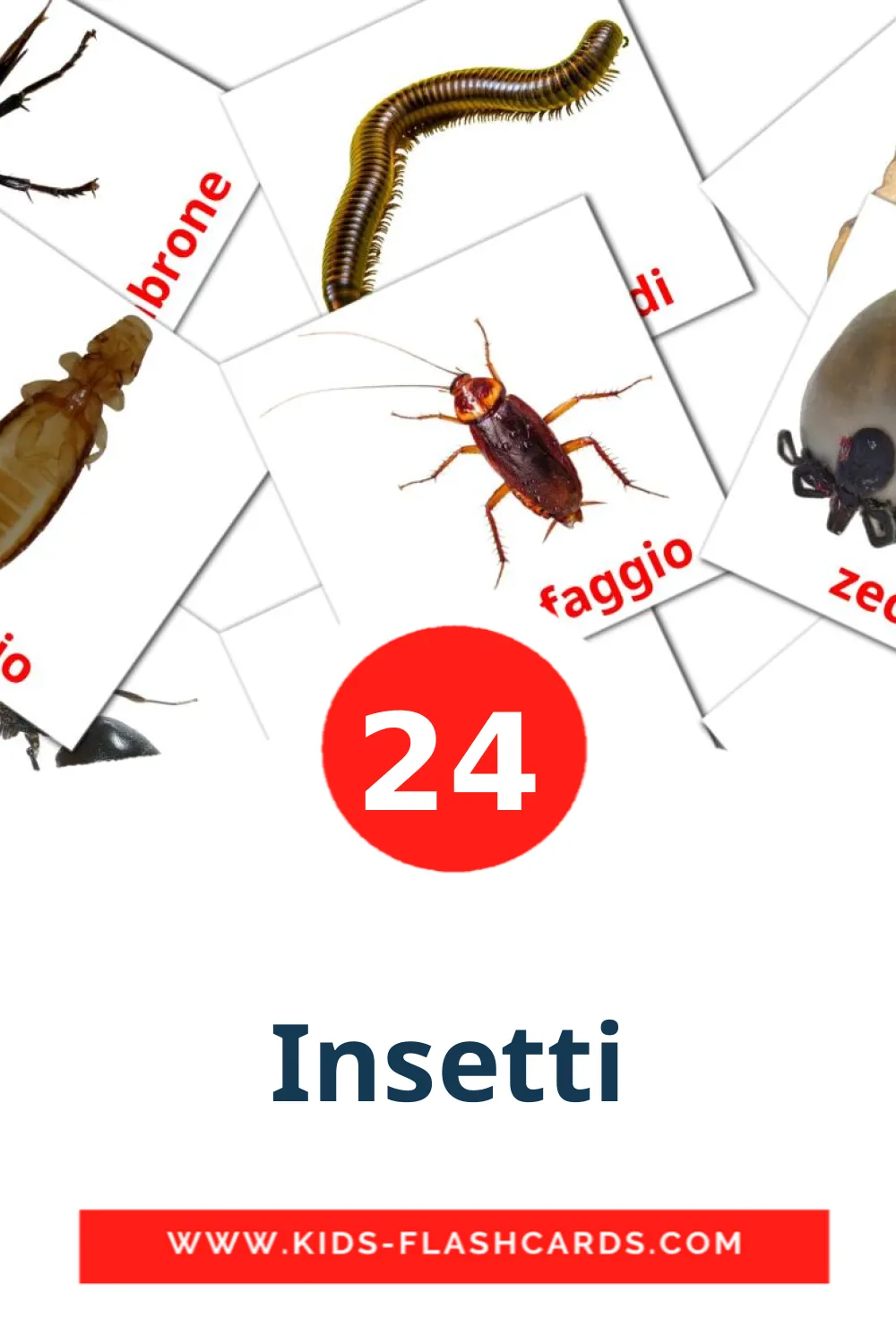 24 carte illustrate di Insetti per la scuola materna in italiano