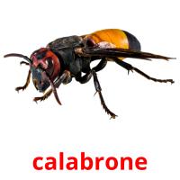 calabrone picture flashcards