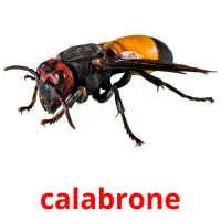 calabrone flashcards illustrate