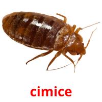 cimice picture flashcards