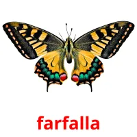 farfalla flashcards illustrate