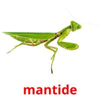 mantide picture flashcards