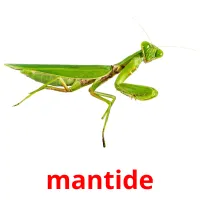 mantide flashcards illustrate