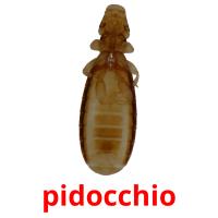 pidocchio card for translate