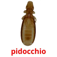 pidocchio flashcards illustrate