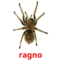 ragno flashcards illustrate