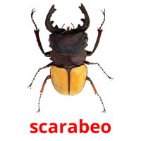 scarabeo cartes flash