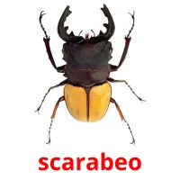 scarabeo flashcards illustrate