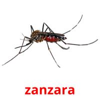 zanzara card for translate