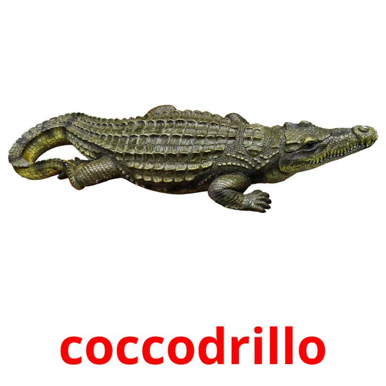 coccodrillo flashcards illustrate