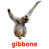 gibbone picture flashcards