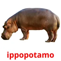 ippopotamo Tarjetas didacticas