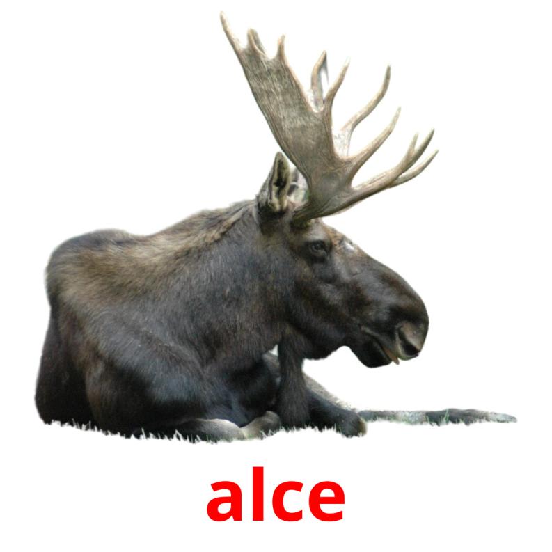 alce flashcards illustrate