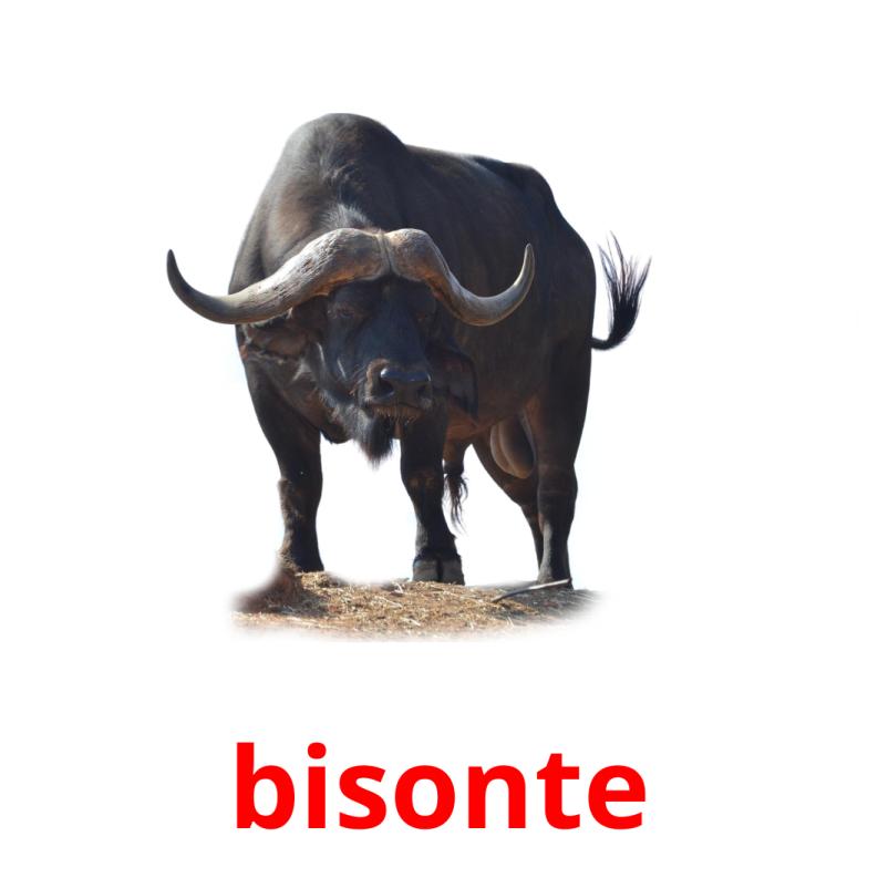 bisonte flashcards illustrate