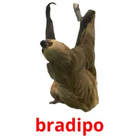 bradipo picture flashcards