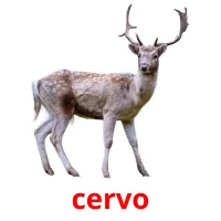 cervo picture flashcards