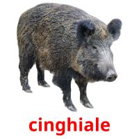 cinghiale picture flashcards