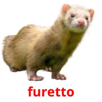 furetto picture flashcards