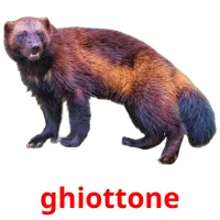 ghiottone picture flashcards