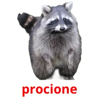 procione picture flashcards