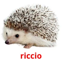 riccio picture flashcards