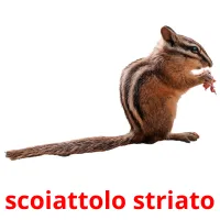 scoiattolo striato picture flashcards