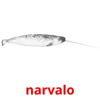 narvalo flashcards illustrate