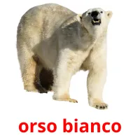 orso bianco flashcards illustrate