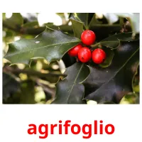 agrifoglio flashcards illustrate