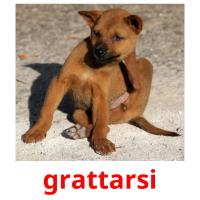 grattarsi flashcards illustrate