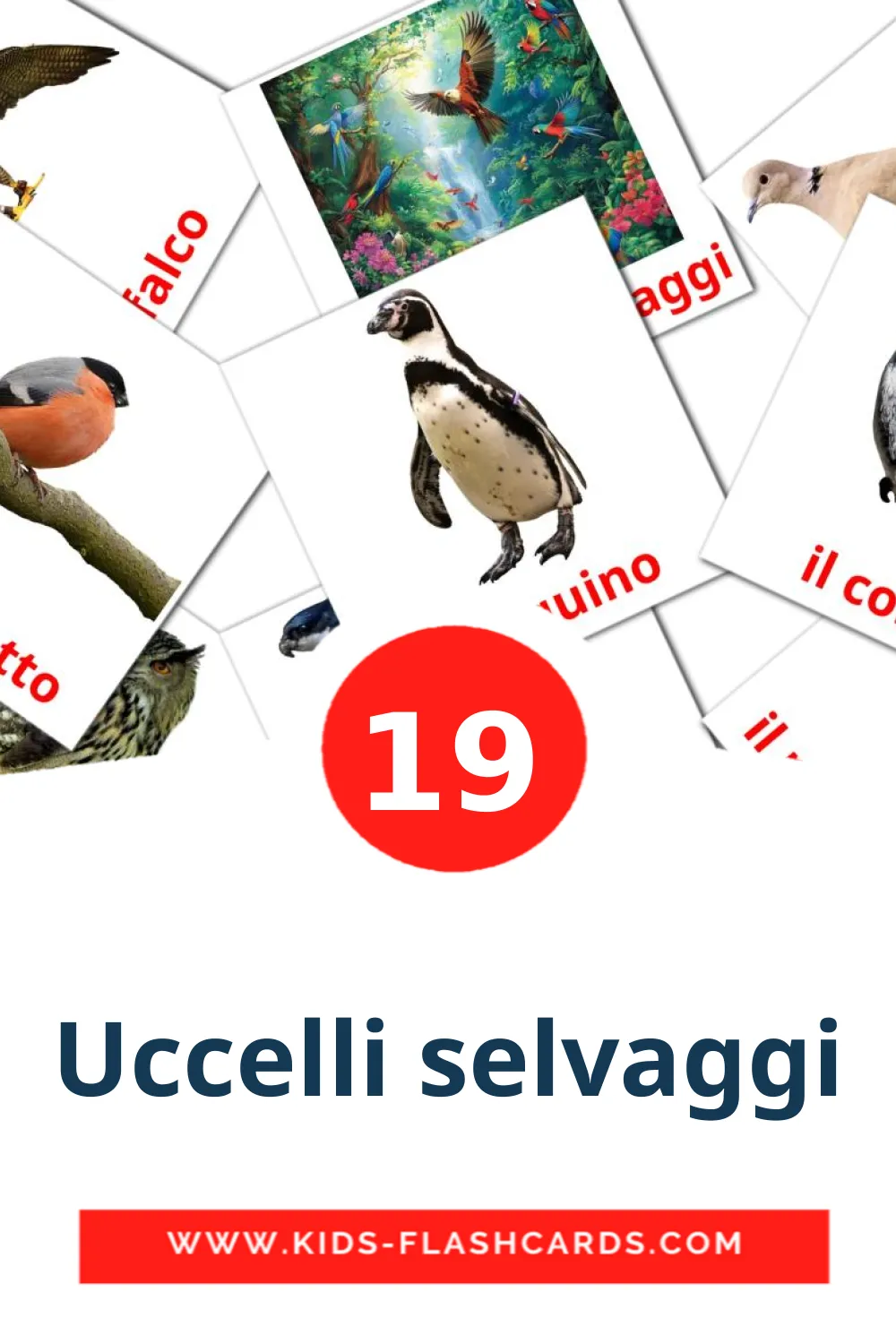 19 carte illustrate di Uccelli selvaggi per la scuola materna in italiano