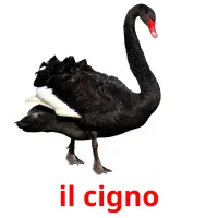 il cigno flashcards illustrate