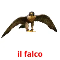 il falco flashcards illustrate