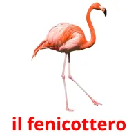 il fenicottero flashcards illustrate