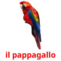 il pappagallo flashcards illustrate