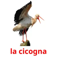 la cicogna flashcards illustrate