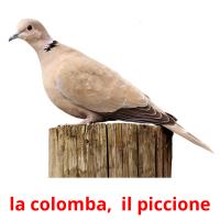 la colomba,  il piccione flashcards illustrate